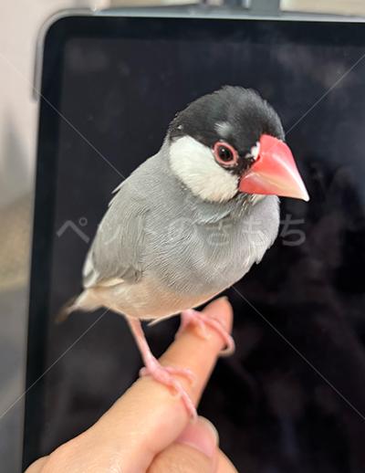 迷子鳥の画像