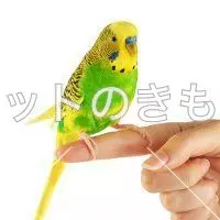 コメント投稿の画像