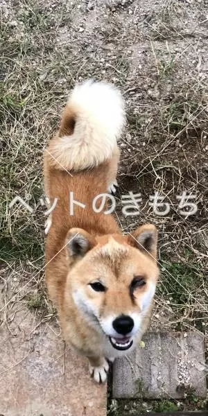 保護犬の画像