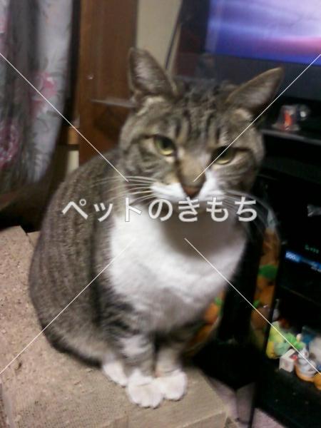 迷い猫の写真