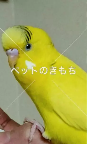 迷子鳥の画像