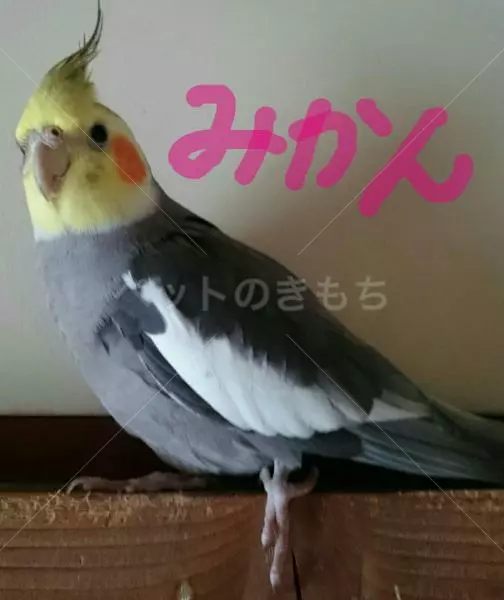 迷子鳥の画像