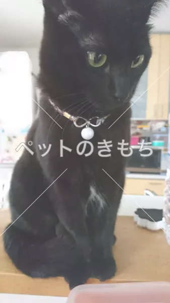 迷子猫の画像