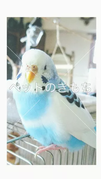迷子鳥の画像