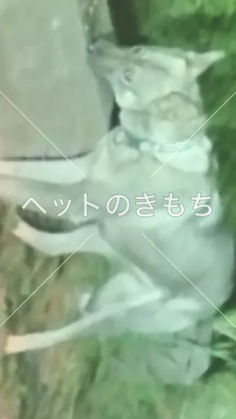 保護犬の画像