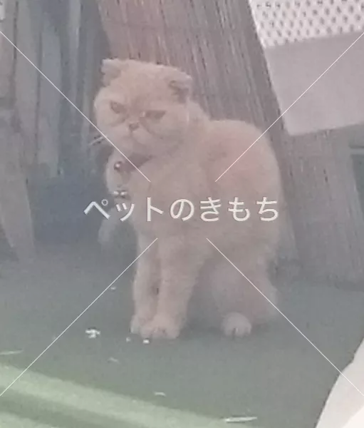 保護猫の画像