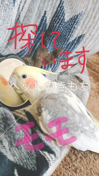 迷子鳥の画像