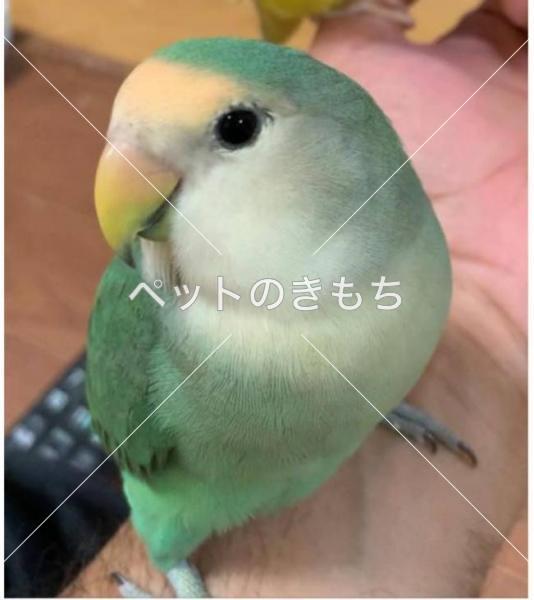 京都府で鳥が迷子になりました 鳥の種類 コザクラインコ 投稿no 1