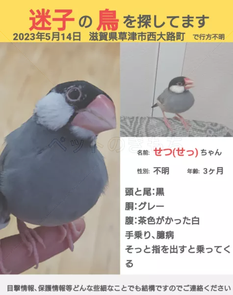 迷子鳥の画像