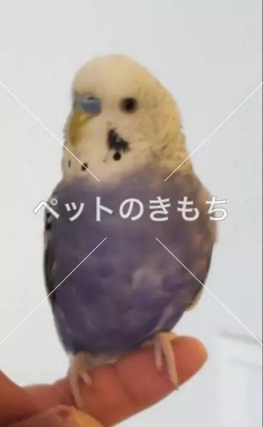 迷子鳥の画像