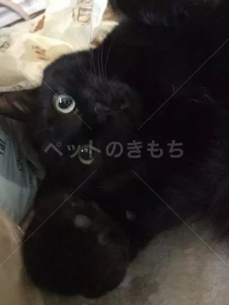 迷子猫の画像