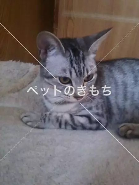 迷子猫の画像