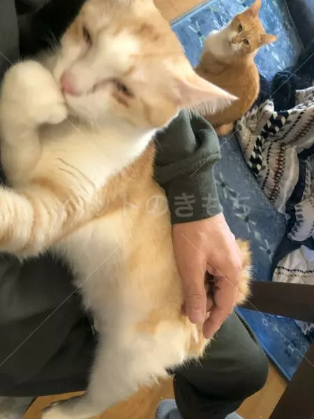 迷子猫の画像