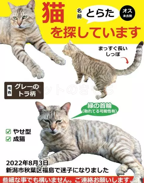 迷子猫の画像