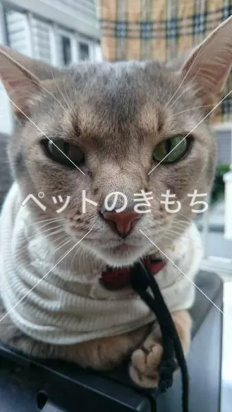 迷子猫の画像