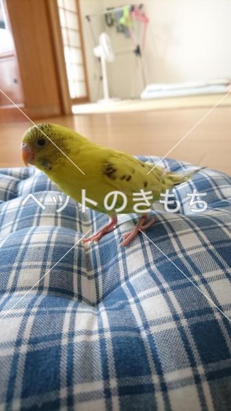 迷子鳥の画像