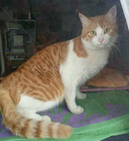 迷子猫の画像