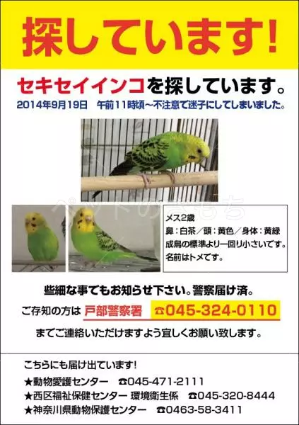 迷子鳥の画像