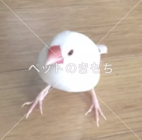迷子鳥の画像