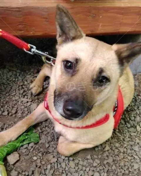 迷子犬の画像