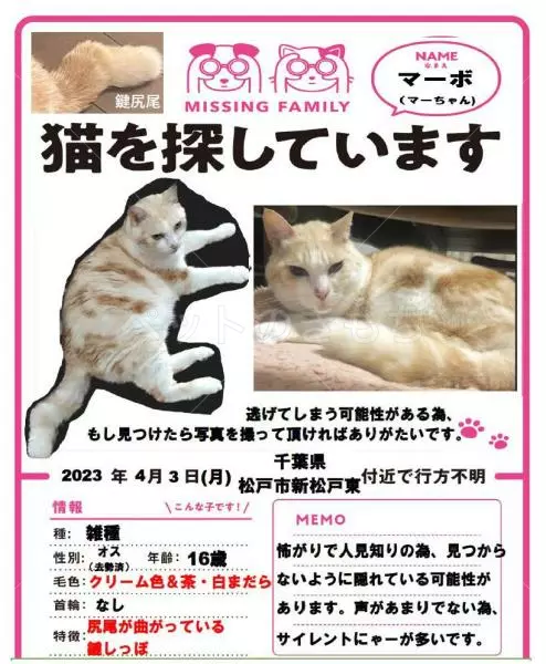 迷子猫の画像