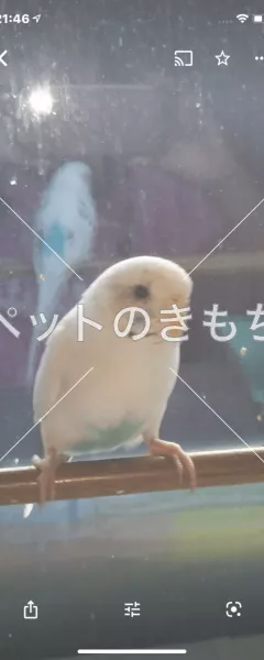 迷子鳥の画像