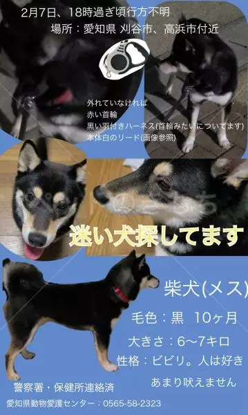 迷子犬の画像