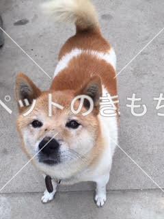 保護犬の写真