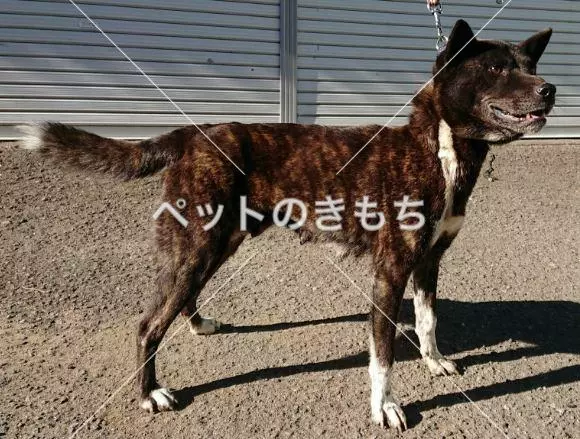 保護犬の画像