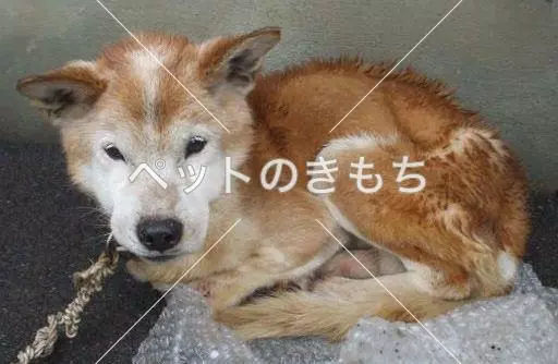 保護犬の画像
