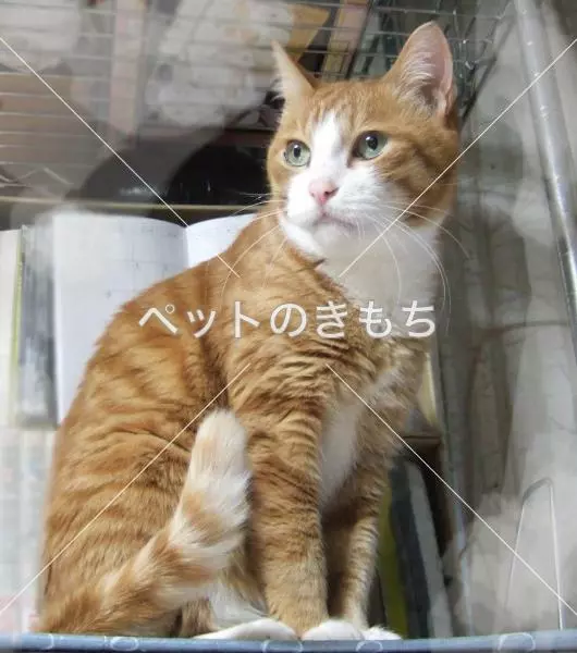 迷子猫の画像