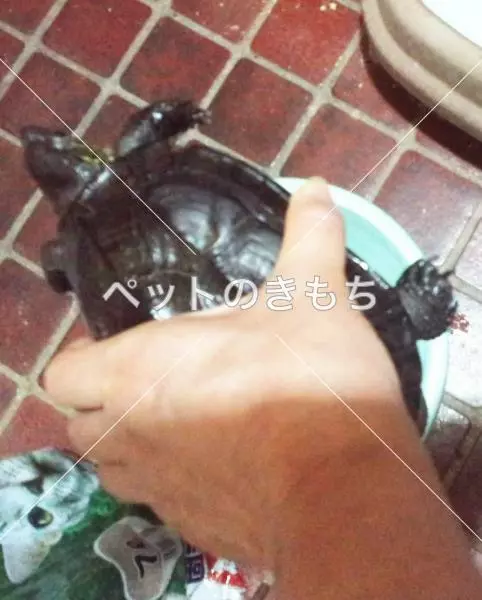 保護ペットの画像