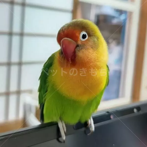 迷子鳥の画像