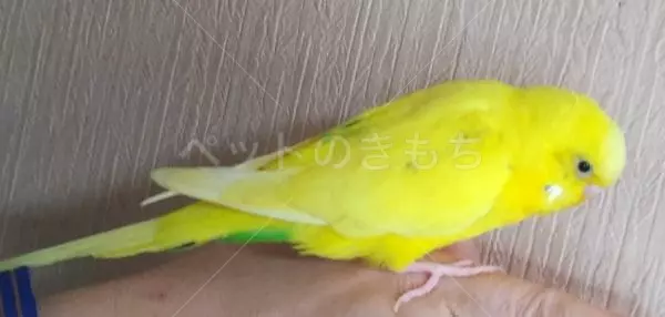 迷子鳥の画像