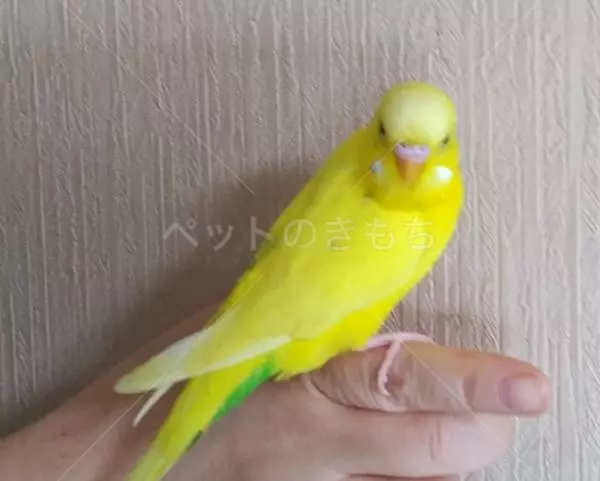 コメントの画像