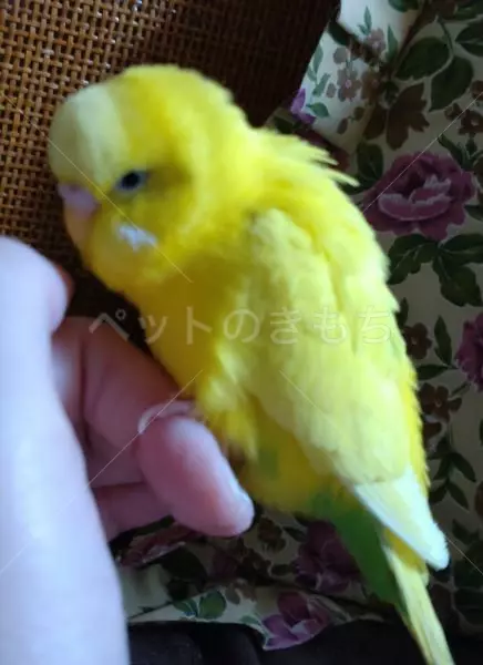 コメントの画像