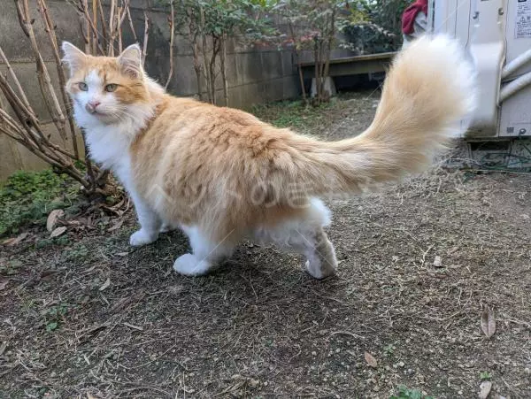迷子猫の画像