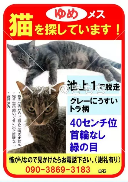 迷子猫の画像