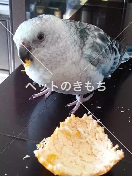 迷子鳥の画像