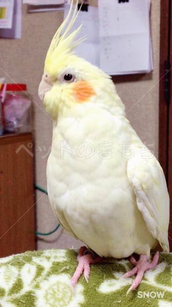 迷子鳥】愛知県瀬戸市でオカメインコ ルチノー ちょこちゃんが迷子に