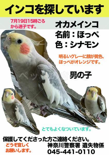 迷子鳥】神奈川県横浜市神奈川区でオカメインコが迷子になりました。No.19688