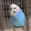 里親募集の鳥の画像