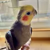 里親募集の鳥の画像