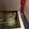 里親募集の鳥の画像