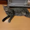 里親募集の猫の画像
