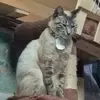 里親募集の猫の画像