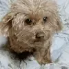 里親募集の犬の画像