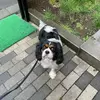 里親募集の犬の画像