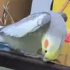 迷子鳥の画像