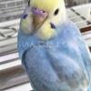 迷子鳥の画像